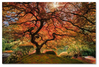 Moises Levy 'The Tree Horizontal' Canvas Art, 19 x 12
