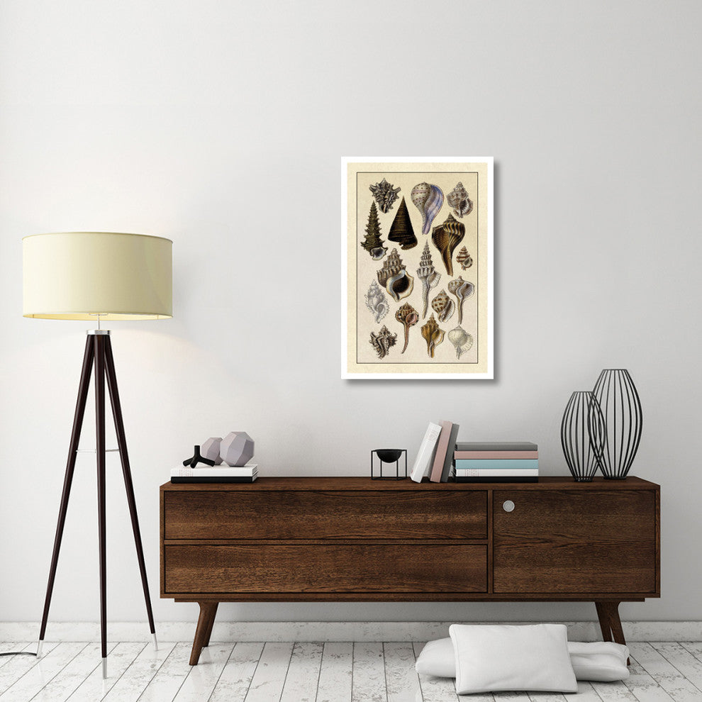 "Shells: Trachelipoda #4" Digital Paper Print by G.B. Sowerby, 26"x38"