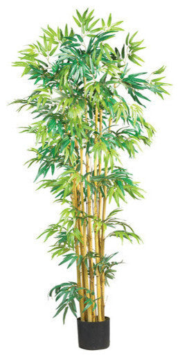 5' Multi Bambusa Bamboo Silk Tree