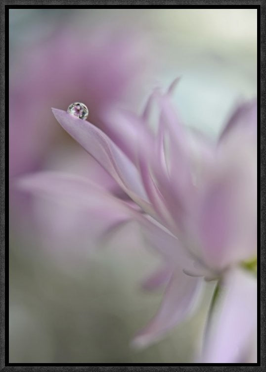 "In Pink Delight" Framed Canvas Giclee by Heidi Westum, 12x17"
