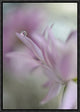 "In Pink Delight" Framed Canvas Giclee by Heidi Westum, 12x17"