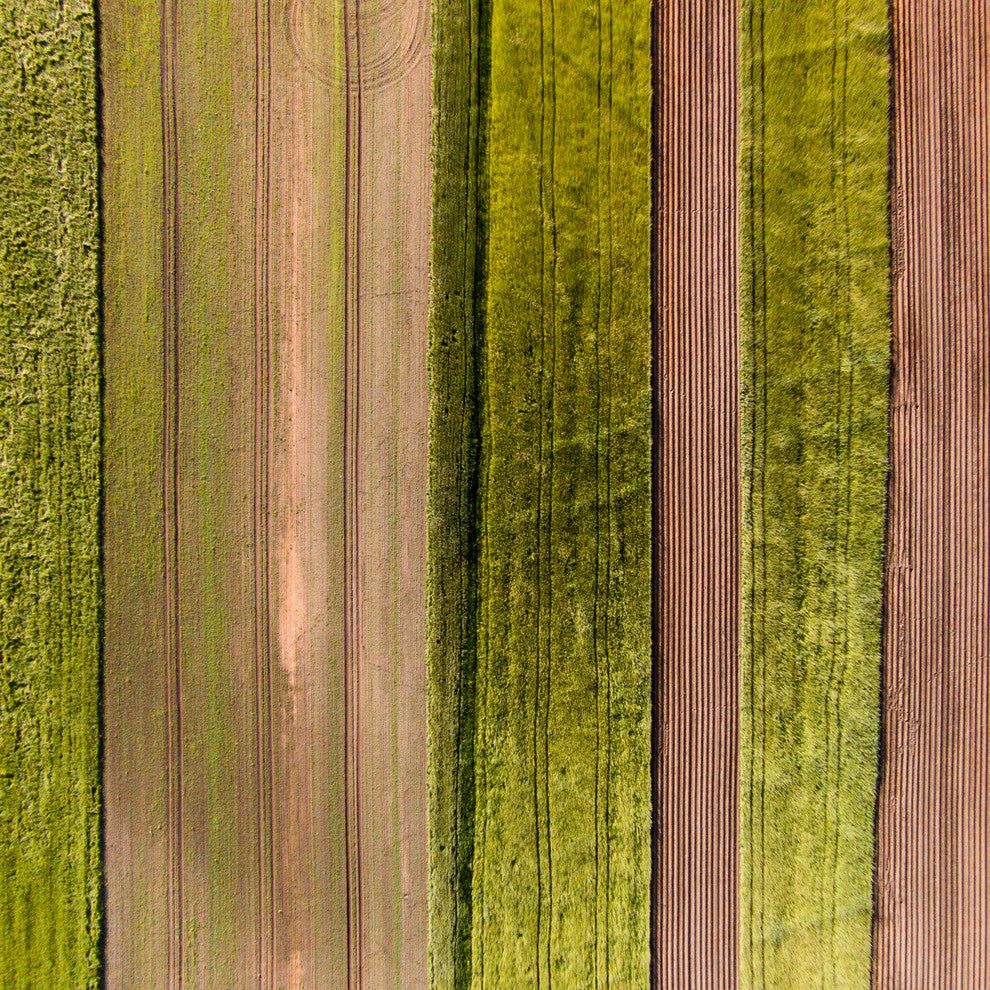 "Crop Rows" Print on Canvas by Karolis Janulis