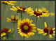 "Indian Blanket flowers North America"  by Tim Fitzharris, 25x19"