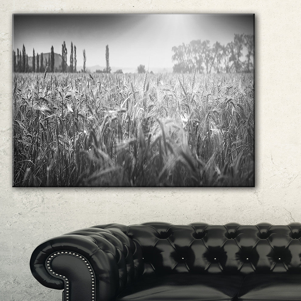 "Black And White Wheat Field" Landscape Wall Art Canvas Print, 32"x16"