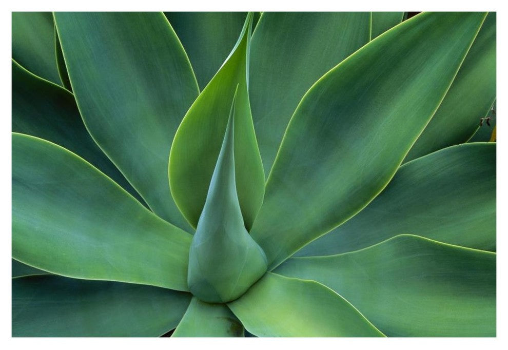 "Fox Tail Agave leaves, succulent, mountains of Mexico" Paper Art, 50"x34"