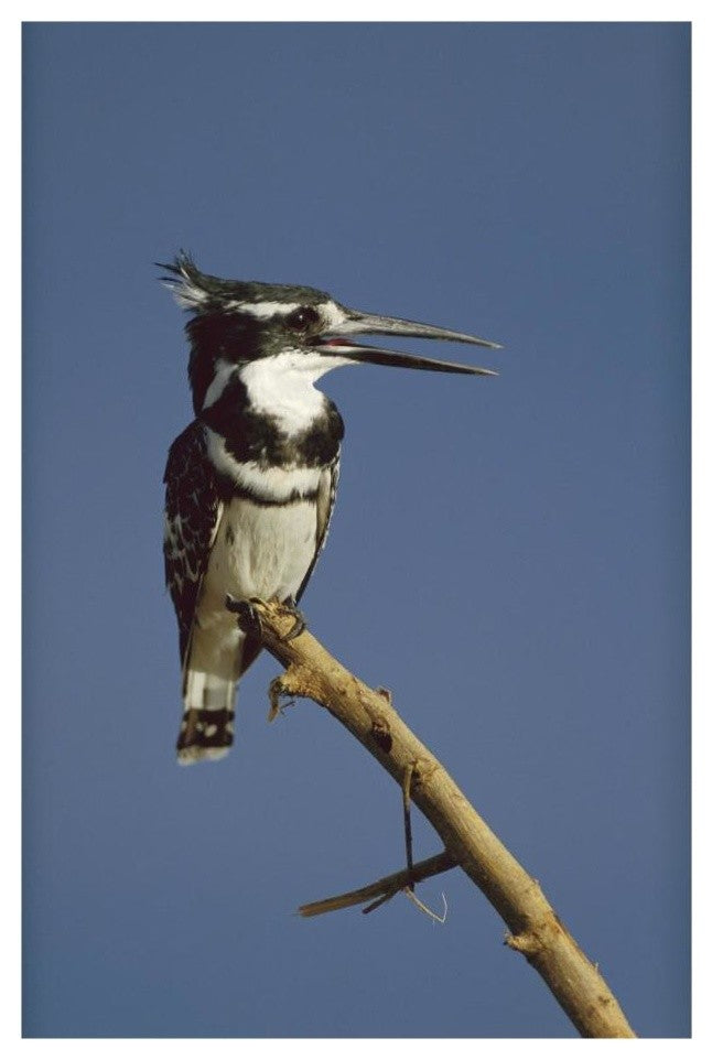"Pied Kingfisher calling, Kenya" Digital Paper Print by Tim Fitzharris, 18"x26"