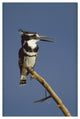 "Pied Kingfisher calling, Kenya" Digital Paper Print by Tim Fitzharris, 18"x26"