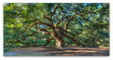 'Angel Oak, Charleston' Canvas Art by Pierre Leclerc