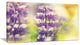 Beautiful Close Up of Blue Lupin Flowers,  Flower Canvas Print, 32"x16"