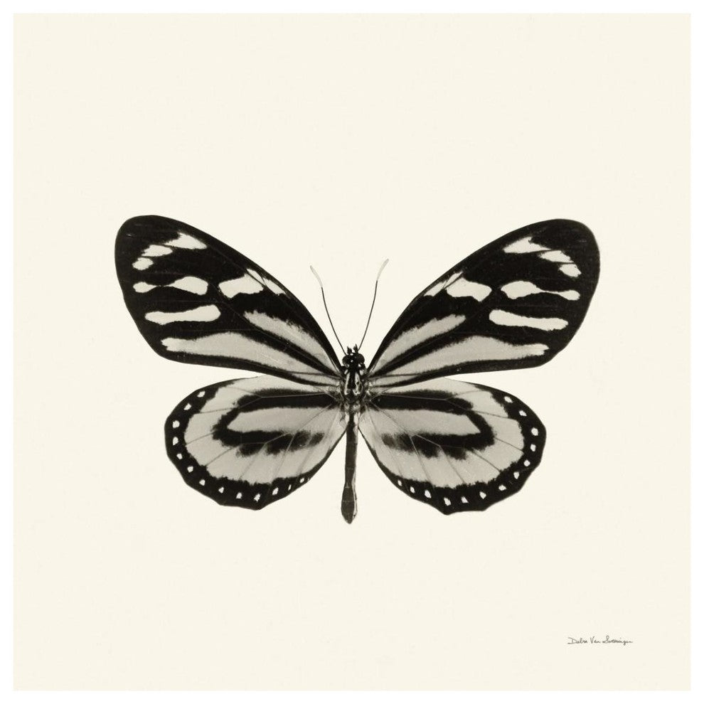 "Butterfly VIII - BW" Digital Paper Print by Debra Van Swearingen, 38"x38"