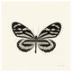 "Butterfly VIII - BW" Digital Paper Print by Debra Van Swearingen, 38"x38"