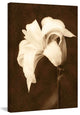 "Petal Profusion" Painting Print on Canvas by Robertson
