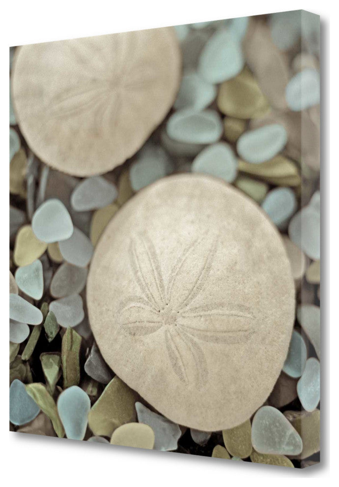 20" Sand Dollar and Seaglass Giclee Wrap Canvas Wall Art