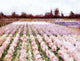 George Hitchcock Field of Flowers Premium Canvas Print