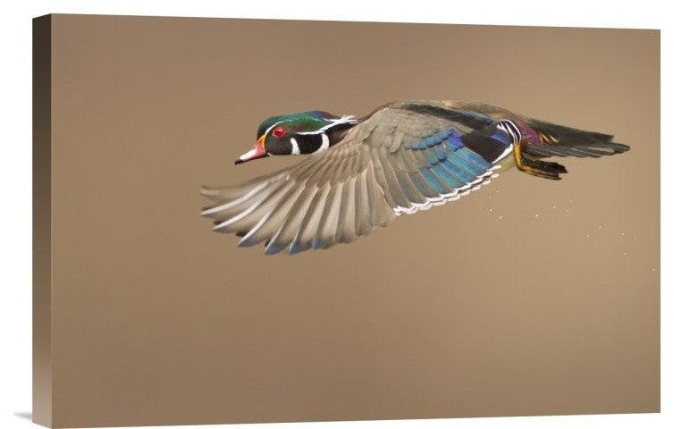 "Wood Duck" Stretched Canvas Giclee by Mircea Costina, 18x12"