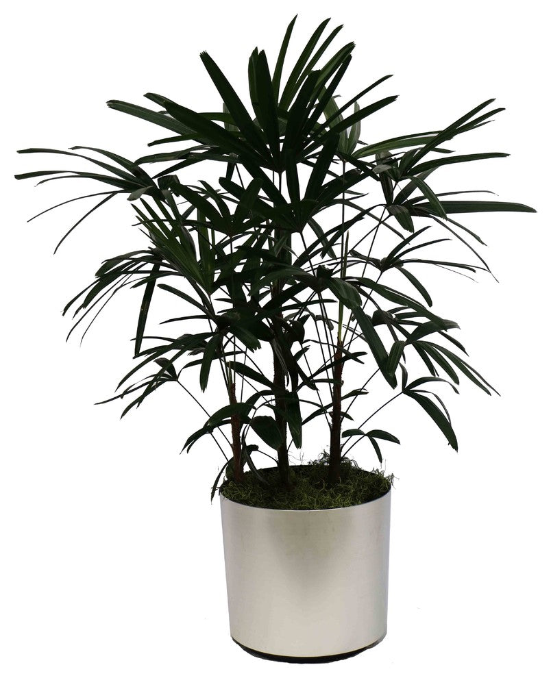 Live 4' Raphis Palm Package, Chrome