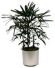 Live 4' Raphis Palm Package, Chrome