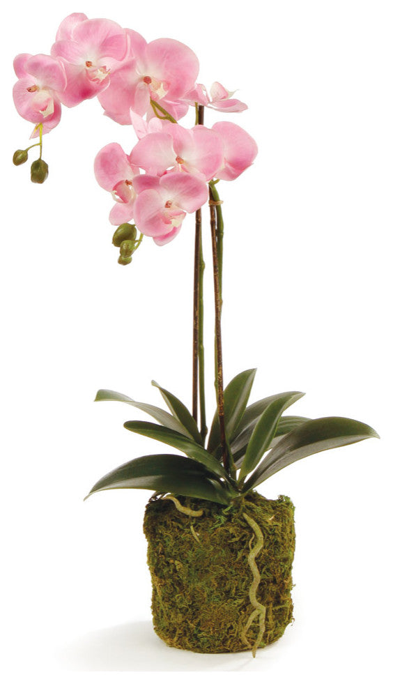 Phalaenopsis Orchid Drop-In with Root Ball, 23"