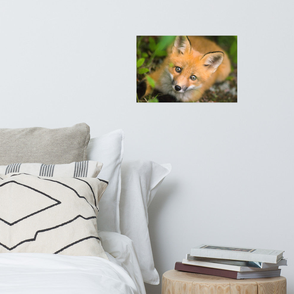 Young Red Fox Face Animal Wildlife Nature Photograph Loose Wall Art Print, 12" X 18"