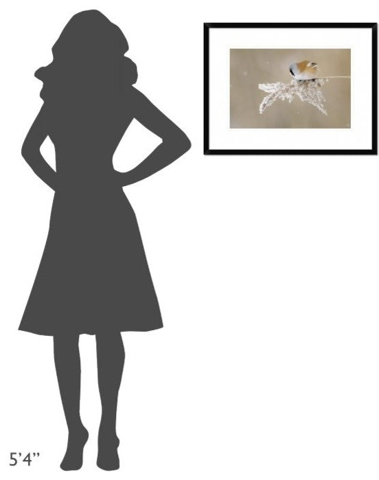 "Bearded Tit" Framed Digital Print by Jonas Kazlauskas, 26"x20"