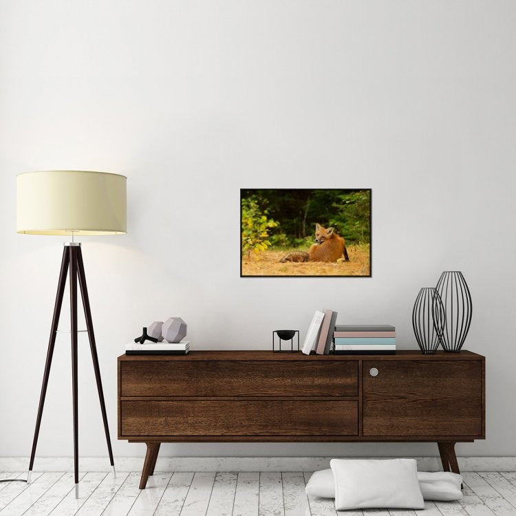 "Redfox, Algonquin Park" Framed Canvas Giclee by Jim Cumming, 31x21"