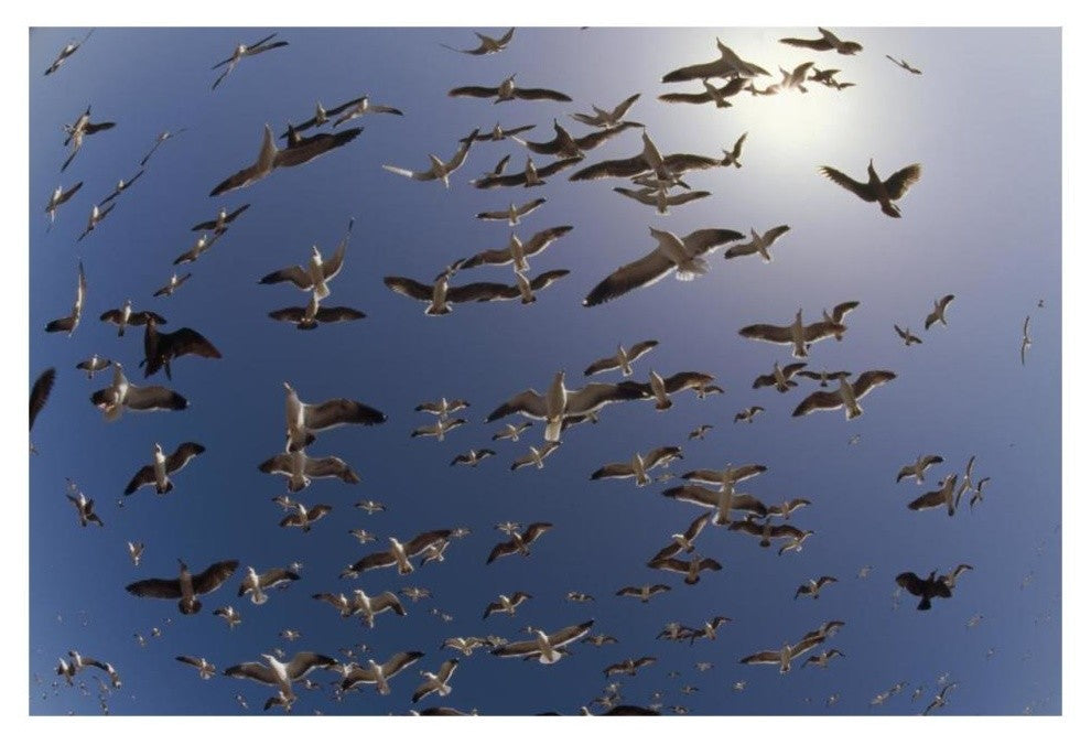 "Western Gulls flying, North America" Paper Print by Tim Fitzharris, 32"x22"
