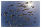 "Western Gulls flying, North America" Paper Print by Tim Fitzharris, 32"x22"