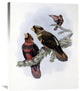 "Banded Lory" Stretched Canvas Giclee by John Gould, 24"x30"