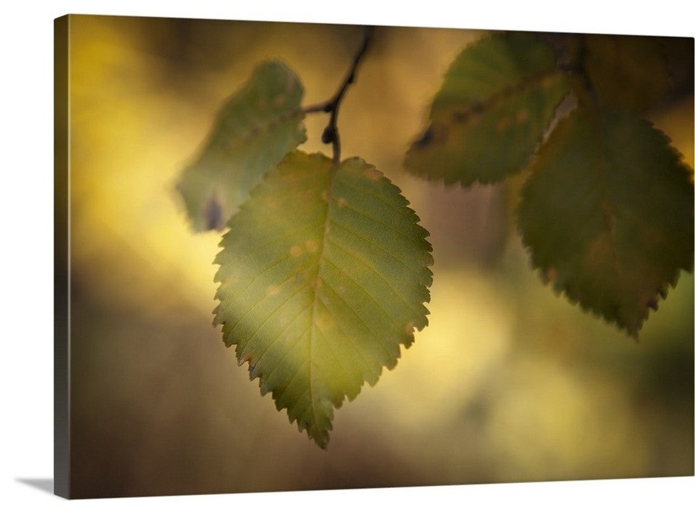 "Quiet Leaves" Wrapped Canvas Art Print, 36"x24"x1.5"
