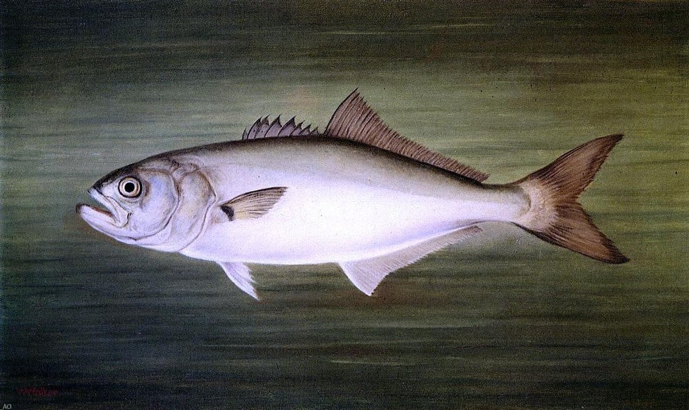 William Aiken Walker Blue Fish, 18"x27" Gallery Wrapped Canvas Print