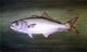William Aiken Walker Blue Fish, 18"x27" Gallery Wrapped Canvas Print