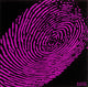 Identity Fuchsia Rug, 8' Round