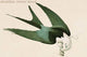 Swalllow Tailed Hawk- Gallery Wrapped Canvas Art 28" x 42"