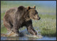 "Grizzly Bear running through water, North America"  by Tim Fitzharris, 33x25"