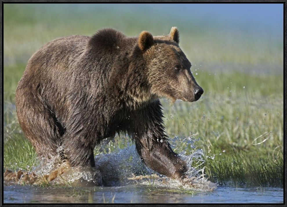 "Grizzly Bear running through water, North America"  by Tim Fitzharris, 33x25"