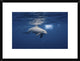 "Curious Dolphin" Framed Digital Print by Barathieu Gabriel, 26"x20"