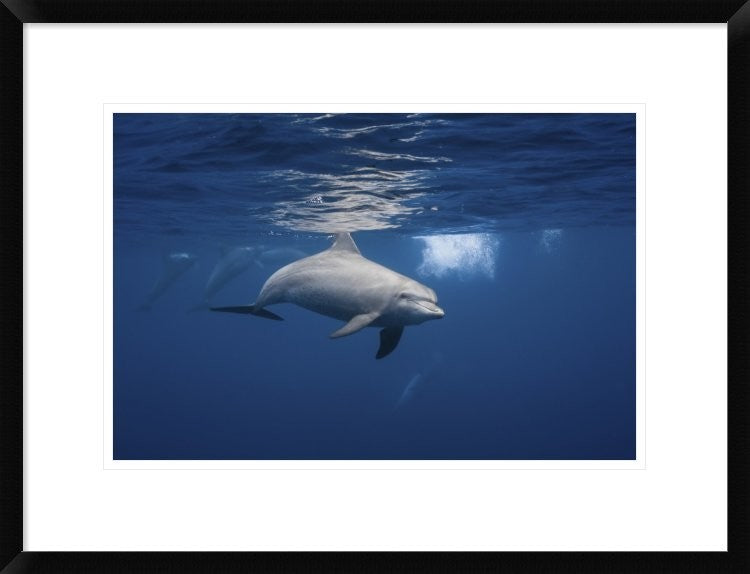 "Curious Dolphin" Framed Digital Print by Barathieu Gabriel, 26"x20"