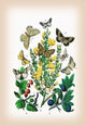 Moths: Selenia Bilunaria, Rumia Luteolata, Et Al- Fine Art Giclee Print