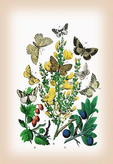Moths: Selenia Bilunaria, Rumia Luteolata, Et Al- Fine Art Giclee Print