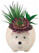 Faux Succulent In 6" Large Brown Hedgehog Ceramic Planter