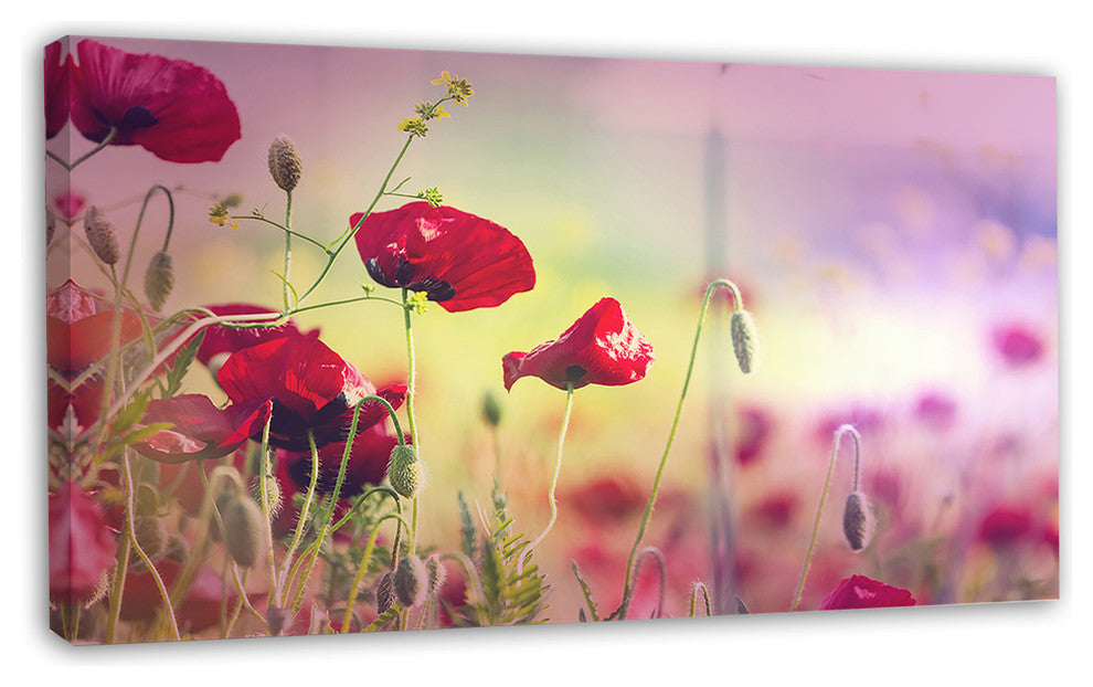 Beautiful Poppy Flower Garden, Floral Canvas Art Print, 32"x16"