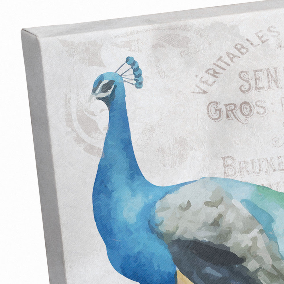 French Peacock 11x14 Canvas Wall Art