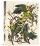 "Carolina Parrot" Stretched Canvas Giclee by John James Audubon, 12"x16"