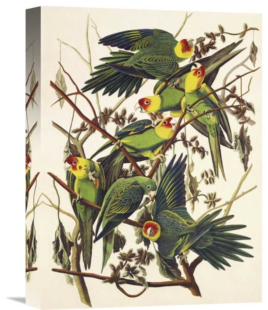 "Carolina Parrot" Stretched Canvas Giclee by John James Audubon, 12"x16"