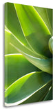 "Agave 1" By Jonathan Nourok, Giclee Print on Gallery Wrap Canvas, Ready to Hang