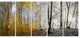 Yellow Morning in Forest Panorama, Landscape Canvas Art Print, 60"x28", 5 Panels