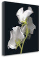 "Sweet Pea" By Andrew Levine, Giclee Print on Gallery Wrap Canvas, Ready to Hang