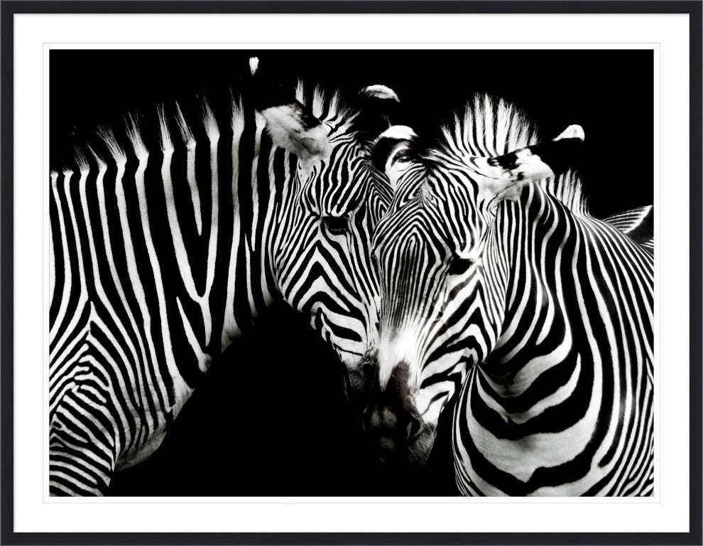 Zebra Duo