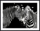 Zebra Duo