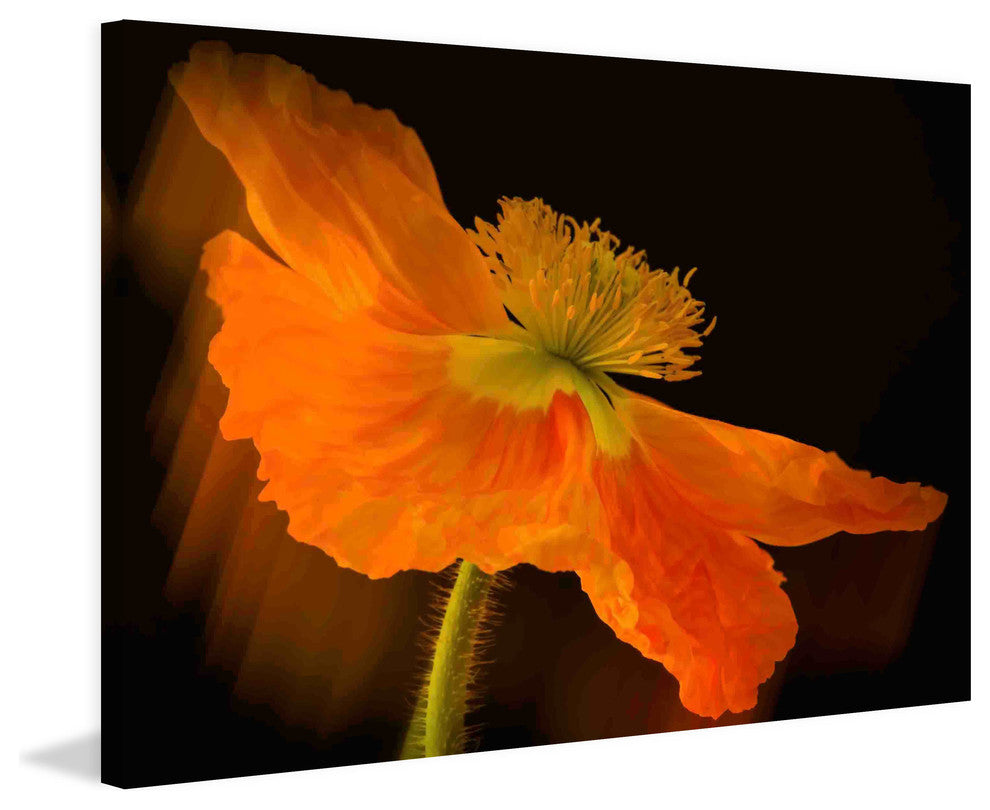 "Dramatic Orange Poppy" Painting Print on Canvas